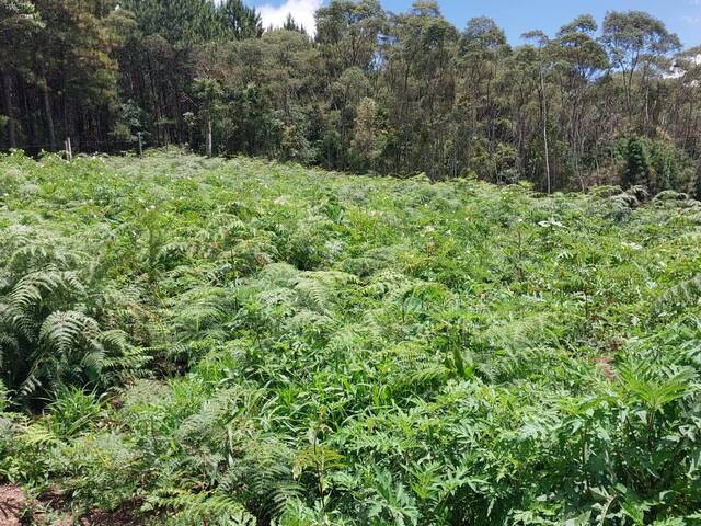 #1248 - Chácara para Venda em Bocaiúva do Sul - PR - 2