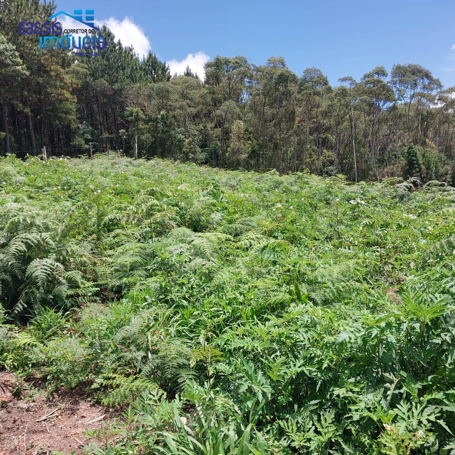 Terreno, 5000 m² - Foto 2