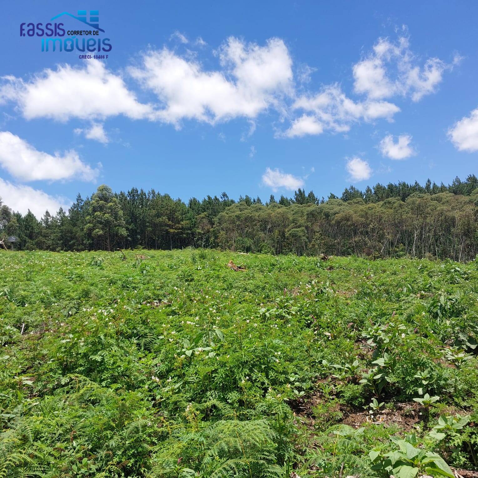 Terreno, 5000 m² - Foto 3