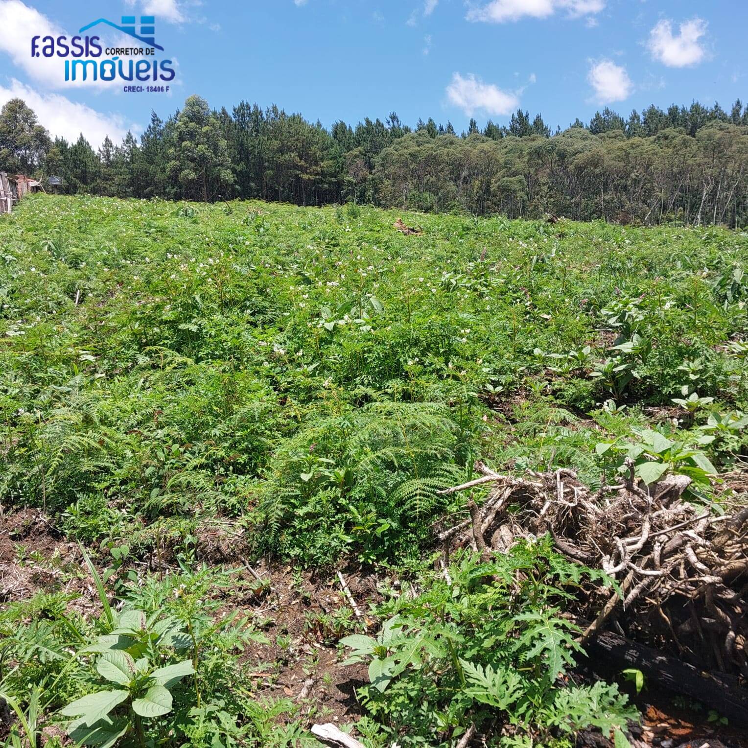 Terreno, 5000 m² - Foto 5