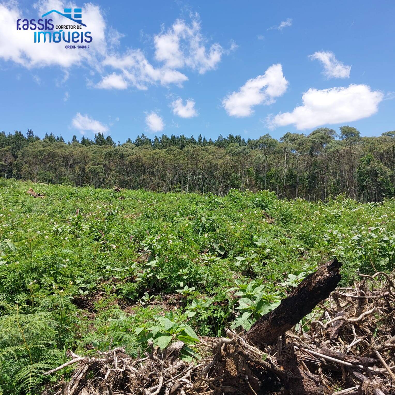 Terreno, 5000 m² - Foto 12